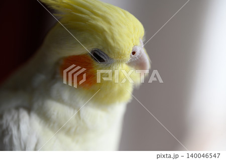 オカメインコ オカメインコ 140046547