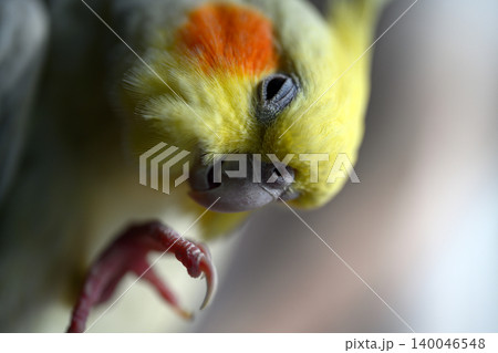 オカメインコ オカメインコ 140046548