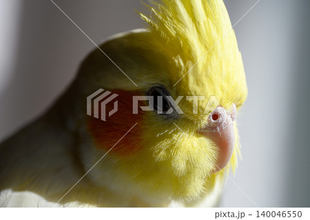 オカメインコ オカメインコ 140046550