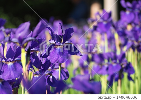 アヤメの花 アヤメの花 140046636