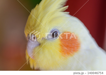 オカメインコ オカメインコ 140046754