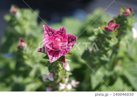植物園の花壇 植物園の花壇 140046830