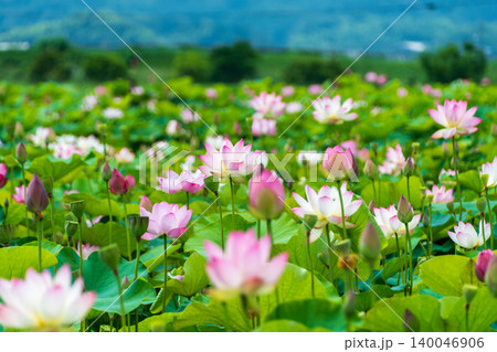 夏の一日に美しく咲き誇るピンクの蓮の花々 夏の一日に美しく咲き誇るピンクの蓮の花々 140046906