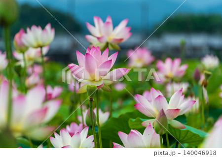 夏空の下で美しく咲き誇る淡いピンクの蓮の花々 140046918
