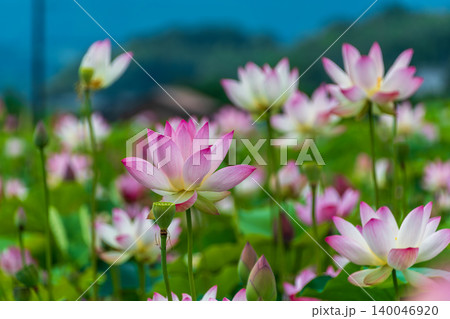 美しいボケ味の背景と手前に咲く大輪の蓮の花 美しいボケ味の背景と手前に咲く大輪の蓮の花 140046920
