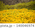 画面いっぱいに広がる鮮やかな黄色い花の群生。初夏の庭園やガーデニングを表現する花の背景素材 140046974