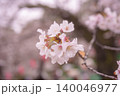 春の陽光に美しく映えるソメイヨシノの花。背景が優しくボケた満開の桜のクローズアップ素材 140046977