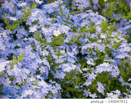 Blue Plumbago Flowers Background in Tropical Garden Blue Plumbago Flowers Background in Tropical Garden 140047011