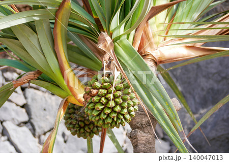 Close-up of green pandanus fruit surrounded by tropical leaves growing on Tenerife, Canary Islands. Exotic botanical background for travel, nature, ecology and tropical lifestyle concepts 140047013