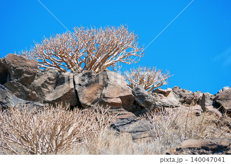 Arid Volcanic Landscape with Desert Vegetation in Tenerife. Concept of drought, heat, climate change, resilience and arid natural landscape. Arid Volcanic Landscape with Desert Vegetation in Tenerife. Concept of drought, heat, climate change, resilience and arid natural landscape. 140047041