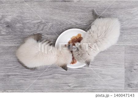 Two cute gray kittens are eating from a saucer Two cute gray kittens are eating from a saucer 140047143