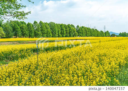 Magnificent full bloom of vibrant yellow canola flower fields in Guri Hangang Park, South Korea, on a clear spring day Magnificent full bloom of vibrant yellow canola flower fields in Guri Hangang Park, South Korea, on a clear spring day 140047157