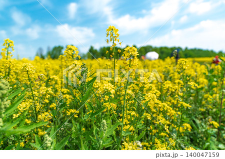 Magnificent full bloom of vibrant yellow canola flower fields in Guri Hangang Park, South Korea, on a clear spring day 140047159