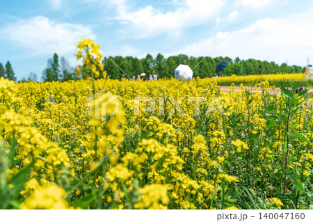 Magnificent full bloom of vibrant yellow canola flower fields in Guri Hangang Park, South Korea, on a clear spring day 140047160