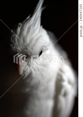 オカメインコ 140047185