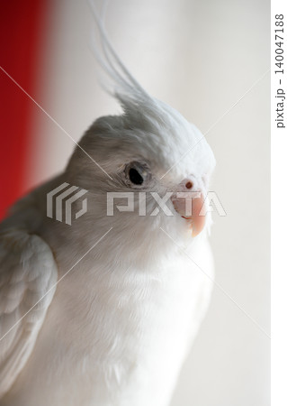 オカメインコ 140047188
