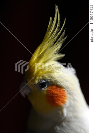 オカメインコ オカメインコ 140047413