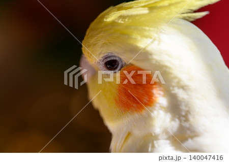 オカメインコ 140047416
