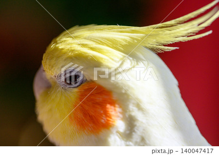 オカメインコ 140047417