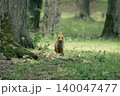 森の草地にたたずむ野生のキタキツネ 140047477