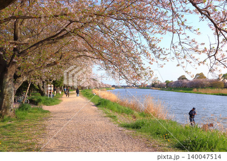 大落古利根川の桜並木(埼玉県春日部市) 大落古利根川の桜並木(埼玉県春日部市) 140047514