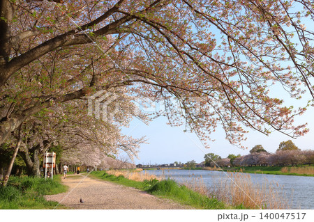 大落古利根川の桜並木（埼玉県春日部市） 140047517