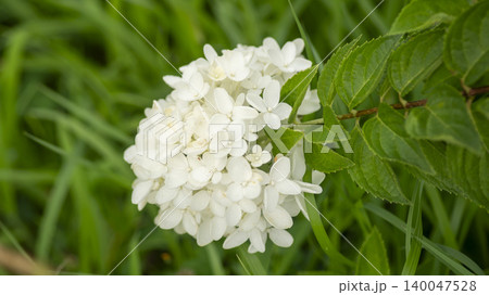 hydrangea hydrangea 140047528