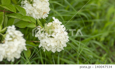 hydrangea hydrangea 140047534