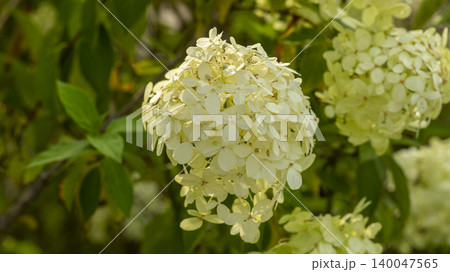 hydrangea hydrangea 140047565