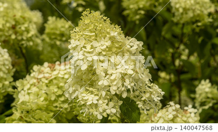 hydrangea hydrangea 140047568
