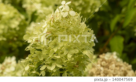 hydrangea hydrangea 140047569