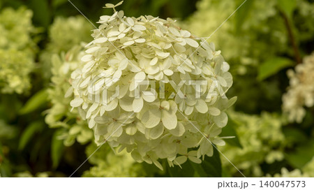 hydrangea 140047573