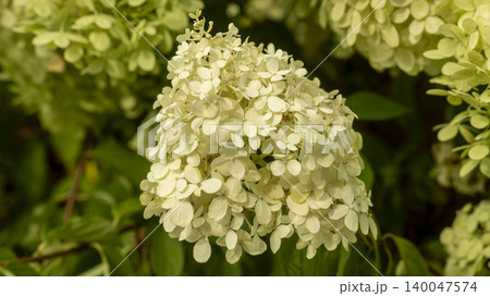 hydrangea hydrangea 140047574