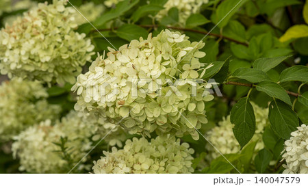 hydrangea 140047579