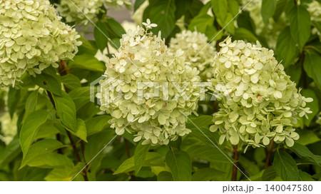 hydrangea hydrangea 140047580