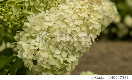 hydrangea 140047581