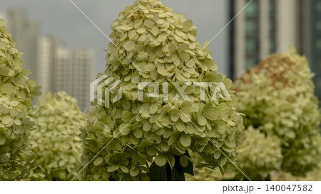 hydrangea 140047582