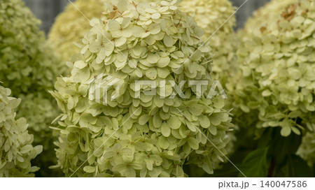 hydrangea hydrangea 140047586