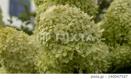 hydrangea 140047587