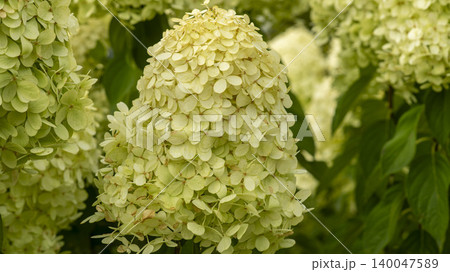 hydrangea hydrangea 140047589