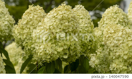 hydrangea 140047590