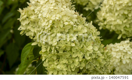 hydrangea hydrangea 140047591