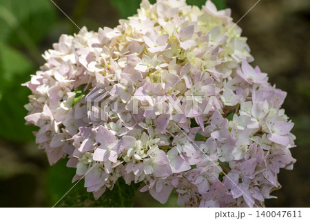 hydrangea hydrangea 140047611