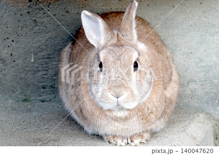 カメラを見る愛らしいベージュ色のウサギ カメラを見る愛らしいベージュ色のウサギ 140047620