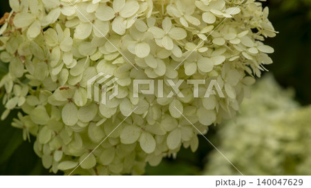 hydrangea hydrangea 140047629