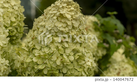 hydrangea hydrangea 140047672