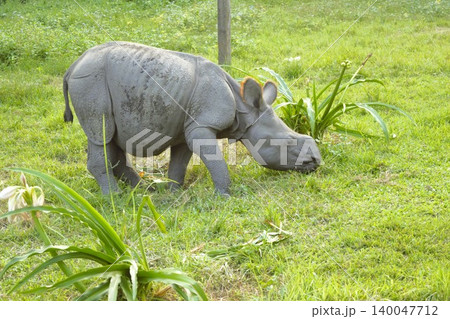 インドサイの赤ちゃん　チトワン国立公園　5 140047712