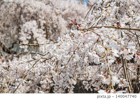 広島・普門寺・しだれ桜 広島・普門寺・しだれ桜 140047740