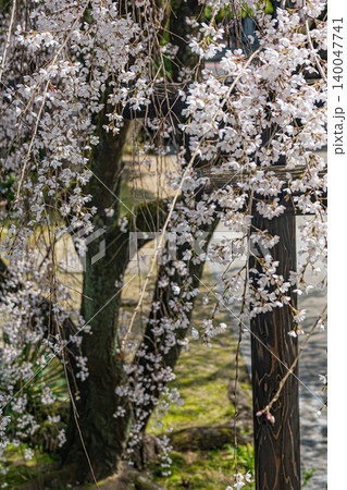 広島・普門寺・しだれ桜 広島・普門寺・しだれ桜 140047741