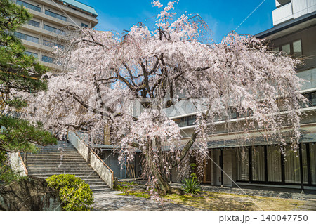 広島・普門寺・しだれ桜 140047750